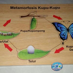Mainan Edukasi Puzzle Metamorfosa Kupu-kupu